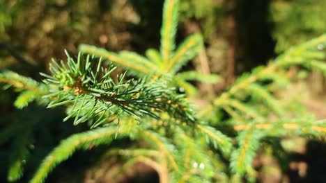 Macro-close-up-of-a-pine-tree-branch-and-leaves-seen-from-above,-nature-background-with-selective-focus