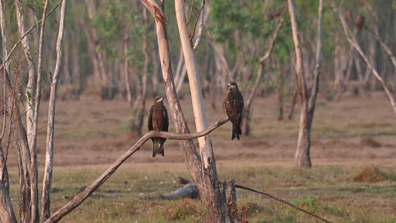 Two individuals on as branch extending out from the ground during the summer morning, Black-eared Kite Milvus lineatus Pak Pli, Nakhon Nayok, Thailand