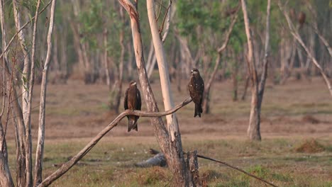 Zwei-Personen-Auf-Einem-Ast,-Der-Sich-Während-Des-Sommermorgens-Aus-Dem-Boden-Erstreckt,-Schwarzohrmilan-Milvus-Lineatus-Pak-Pli,-Nakhon-Nayok,-Thailand