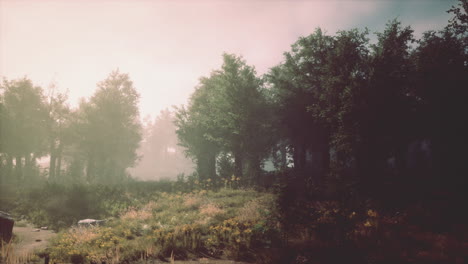 misty forest path