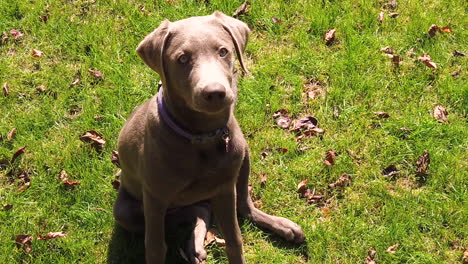 beautiful silver labrador retriever dog sitting on the grass