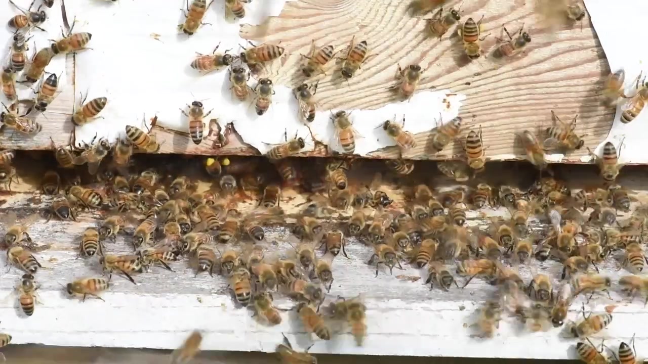 Honey Bees diligently work the hive to produce honey for a beekeeper.