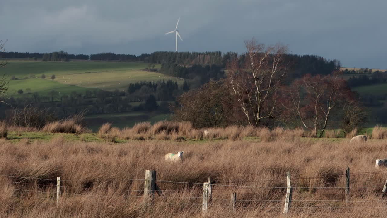 Får, der græsser på barskt højlandsgræs med marker og en enkelt vindmølle i baggrunden. Vinter. Powys. Wales.