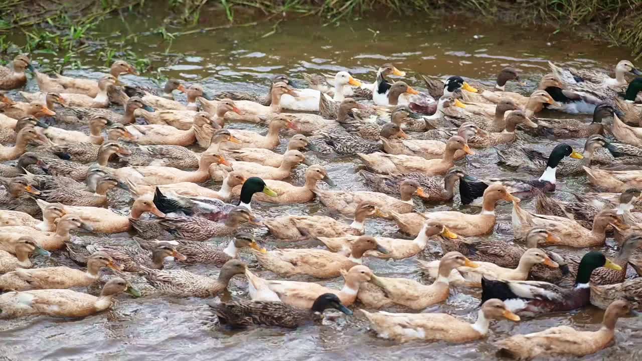 Uno stormo di anatre che nuota in fila nell'acqua che scorre, allevamento di anatre in Asia, scatto ravvicinato