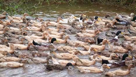 a flock of ducks swimming through the flowing water in rows ,duck farming in asia , close-up shoot