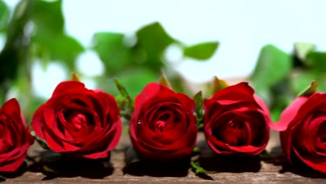 dolly shot red rose is beautiful flower for the meaning of love, on valentine's day and can be used for home decoration, copy space.