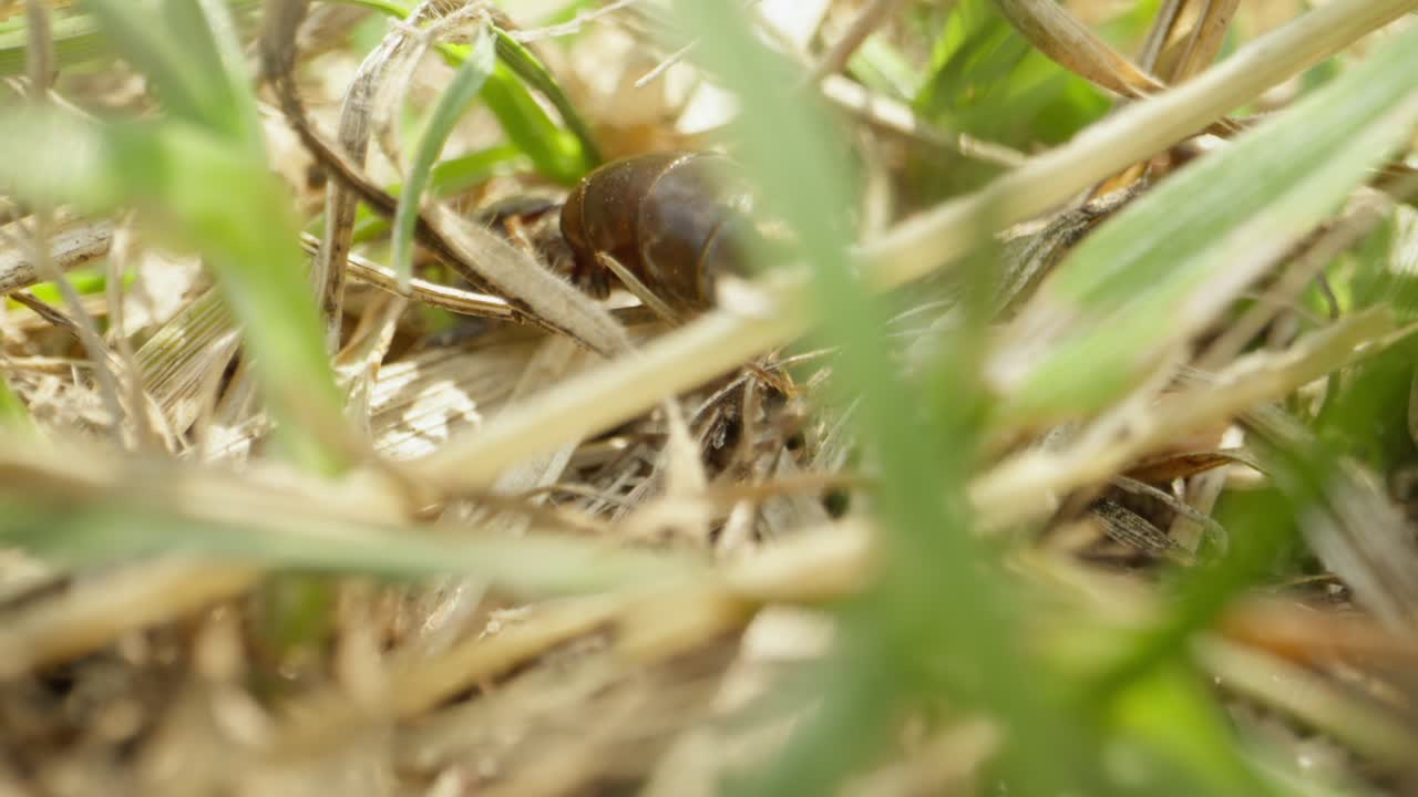 Ant moves slowly through grass stems, macro view with soft background and earthy tones
