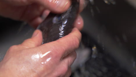 close up man's hands cleaning fresh raw fish in bright sink water