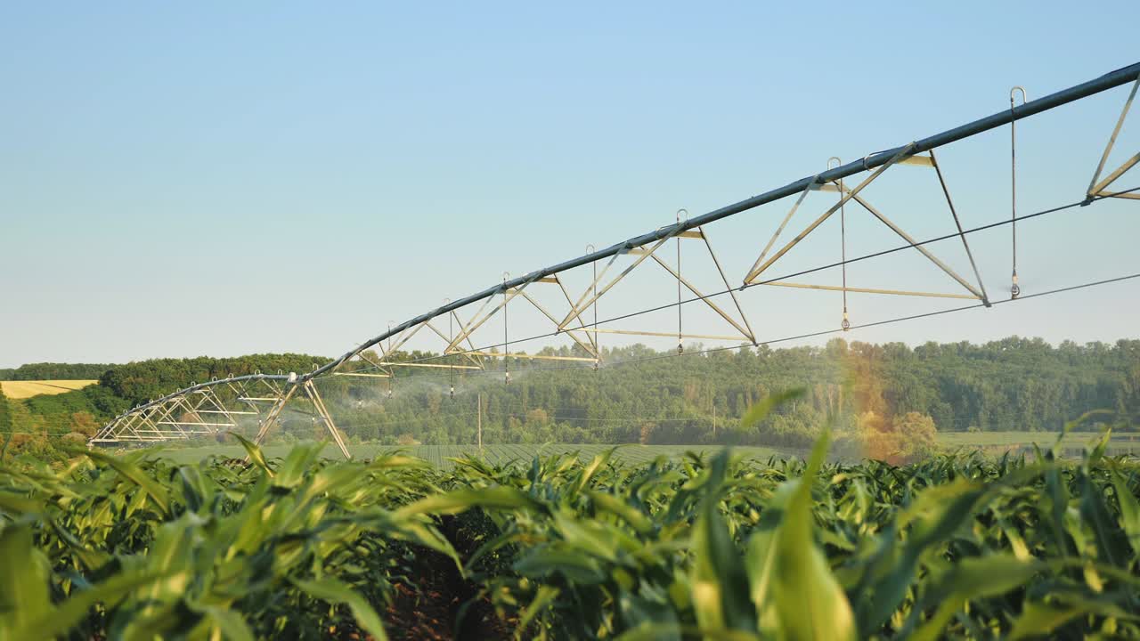 sistema de riego en un campo de maíz en un día soleado