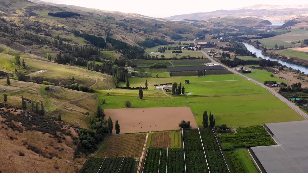 Aerial in valley of Roxburgh directly above Big Cherry Orchard fruit plantation
