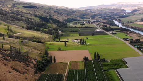 aerial in valley of roxburgh directly above big cherry orchard fruit plantation
