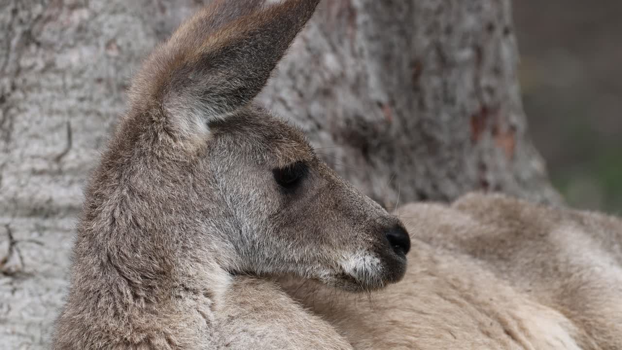 Kangaroo relaxes against a tree in natural habitat