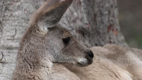 kangaroo relaxes against a tree in natural habitat