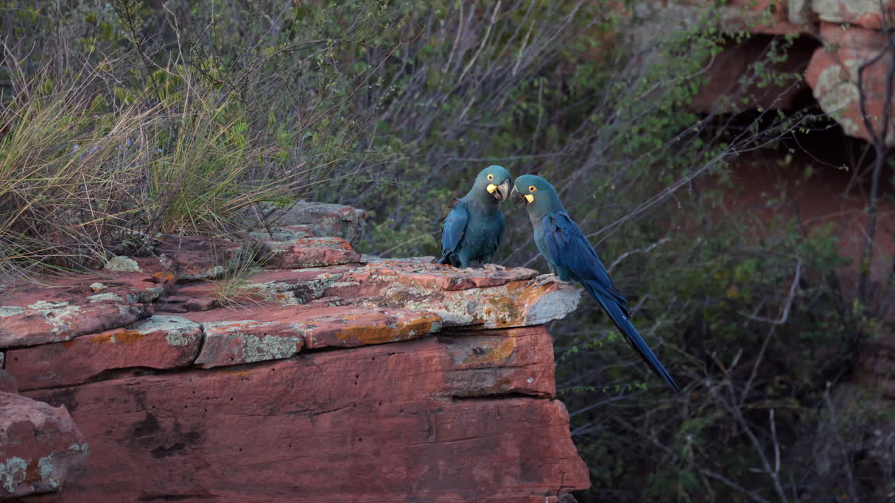 Slow Motion flying Endangered Lears Indigo Macaw parrot bird nesting cliff in Caatinga2