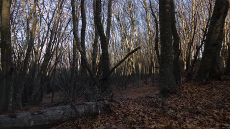 en movimiento timelapse creciente otoño bosque puesta de sol árbol muerto hoja