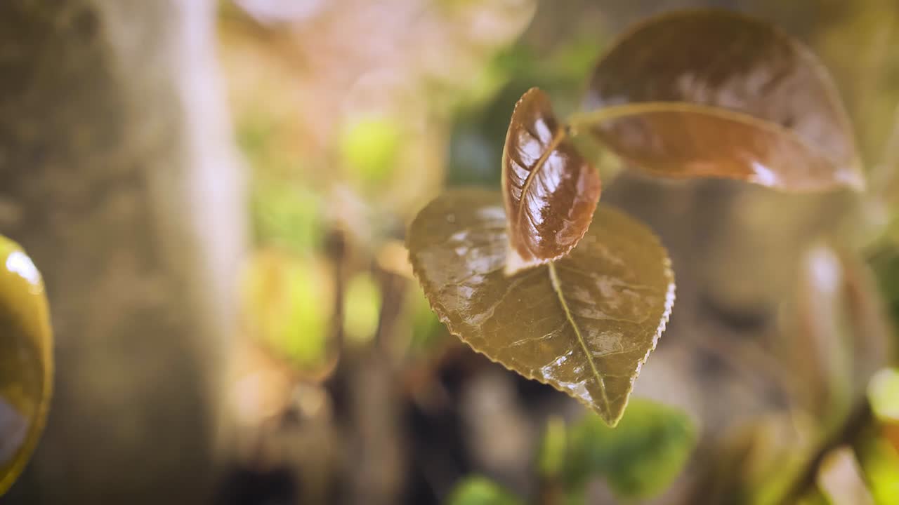 Waxy leaf vegetation in sunlight