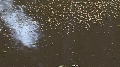 dipterans inhabiting on the crummy pond in firmat, santa fe, argentina - medium shot