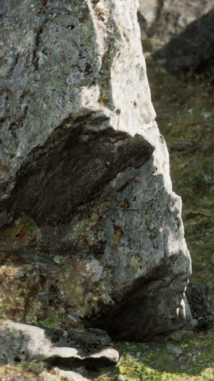 숲 속의 바위 표면의 클로즈업