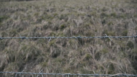 barned wire on a fence