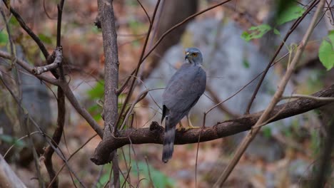 seen from its back looking to the left while perched on a branch deep in the forest during summer, crested goshawk accipiter trivirgatus, thailand