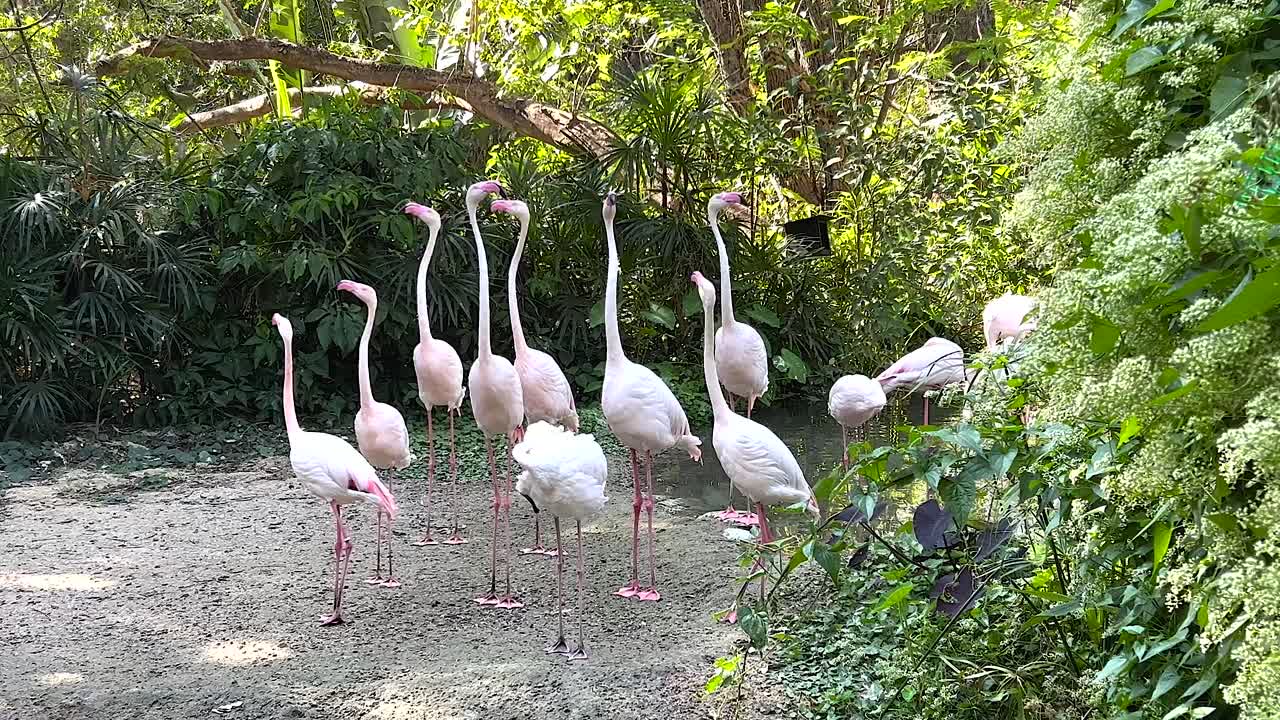 동물원 에 있는 플라밍고 집단