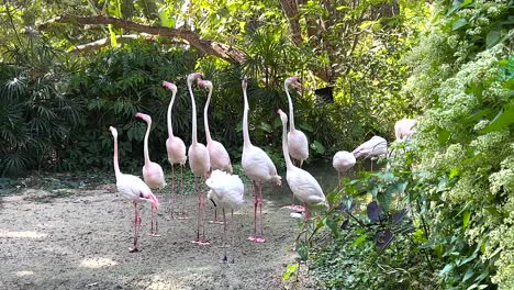 grupo de flamencos en un zoológico