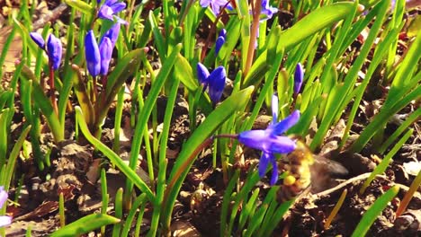 Slow-motion-view-of-honeybee-in-field-with-flowers,-spring-30FPS