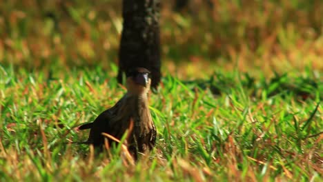 Crested-caracara-bird-walking-in-sunny-grassland,-Crested-caracara,-sunlight,-grass,-Caracara-plancus,-vibrant-bright-green-forest-mangrove-bokeh,-beautiful-cinematic-focus