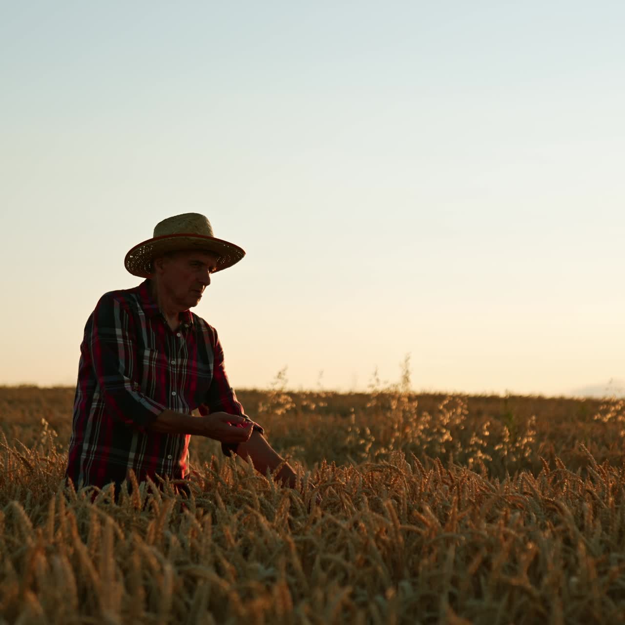 Aged farmer picking ripe ears of corn in the farmland. Man checks if the wheat is ready to be harvested