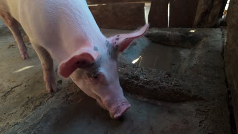 Happy Pig Eating Fresh Tropical Mangoes on a Farm