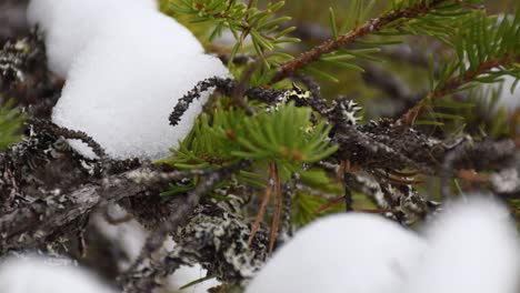 Toma-Muy-Estable-De-Una-Rama-De-Pino-Cubierta-Por-Nieve-Derretida