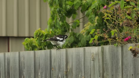 el pájaro mudlark extiende las alas y hincha las plumas australia maffra gippsland victoria