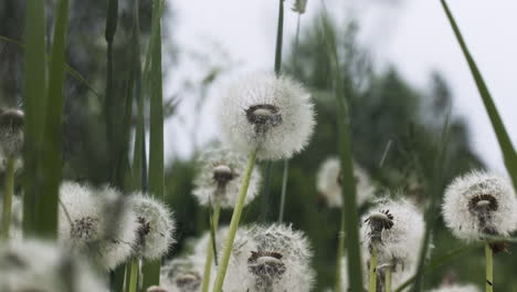 dandelions in a grassy field on a rainy day