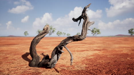 dry landscape of grassland and trees on winter