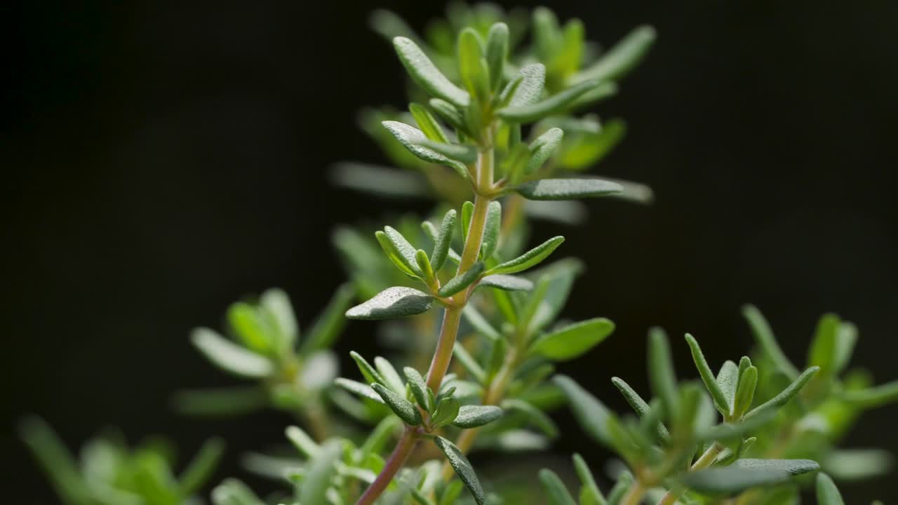 una hermosa planta de tomillo se mueve en el viento durante una toma macro