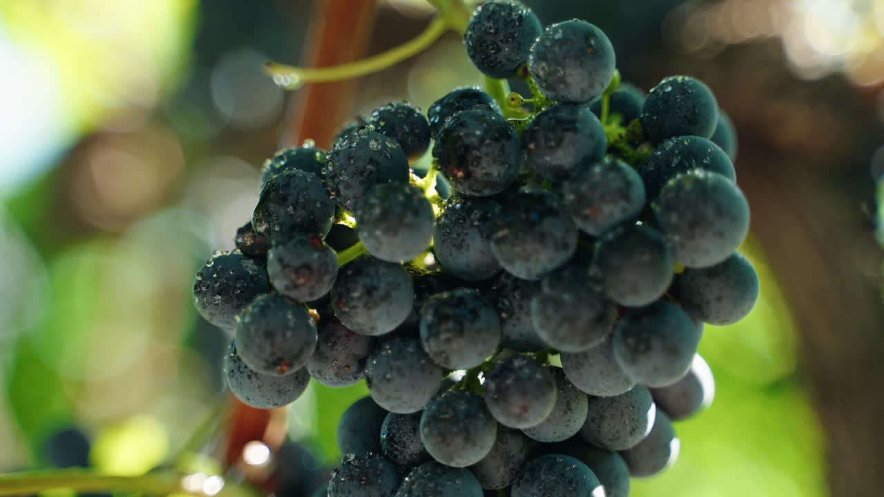 근접 촬영 포도 레드 와인 잘 익은 포도