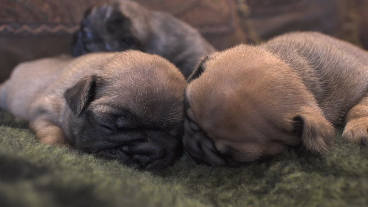 New born purebred French Bulldog puppies sleeping together on a blanket