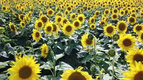 field of blooming sunflowers on a background sunset