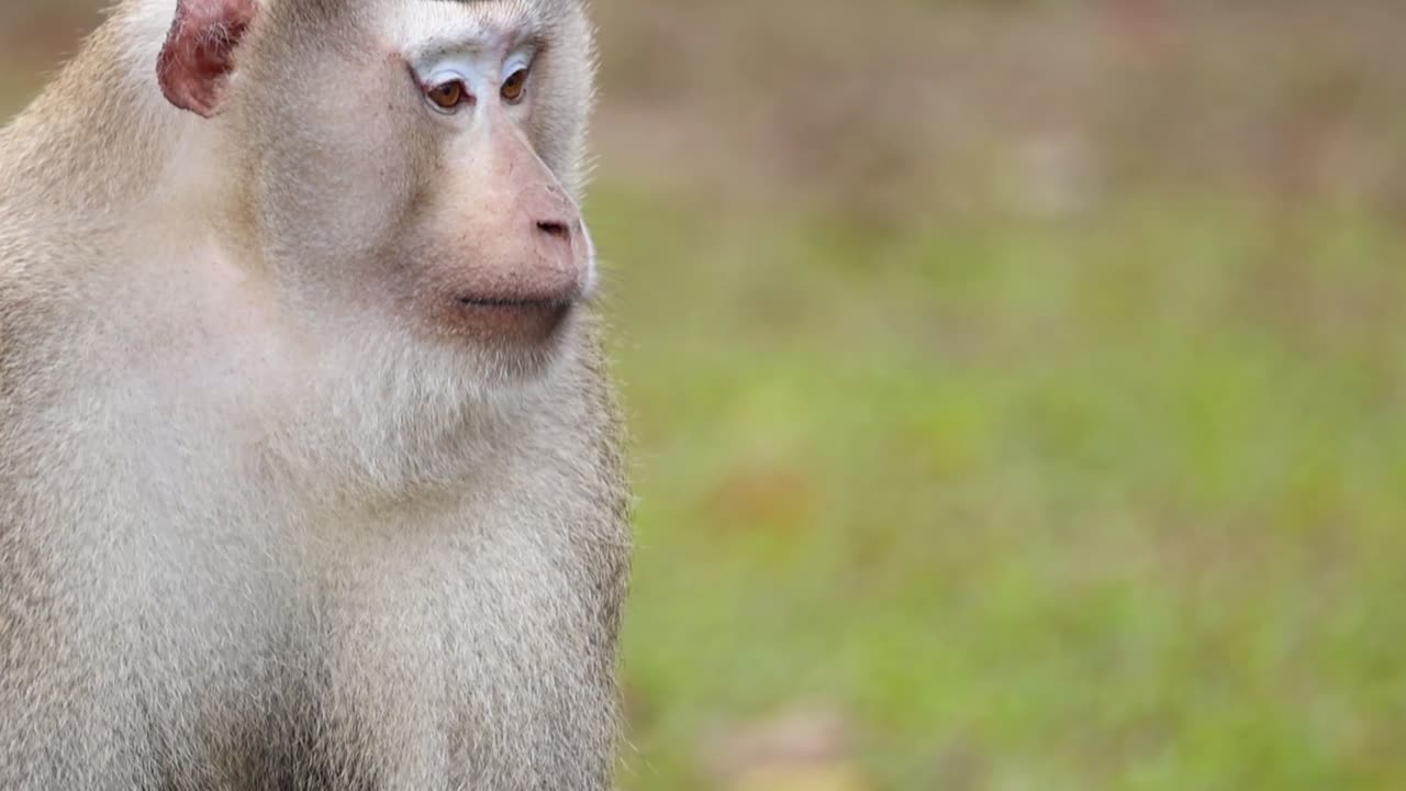 A macaque monkey is captured in a close-up view, displaying its facial features and expressions in a grassy area.