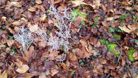 branches with ice covered spider webs moving in the wind