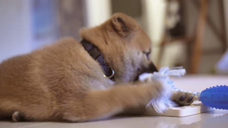 playful cute little shiba inu puppy chewing toy during puppy teething period around 8 weeks