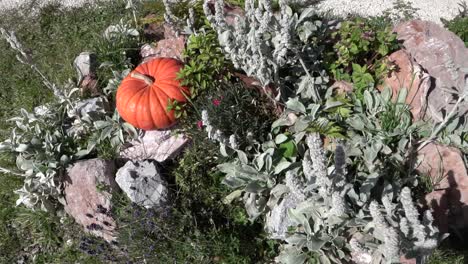 gimbal dolly over pumpkin in the tyrolean alps