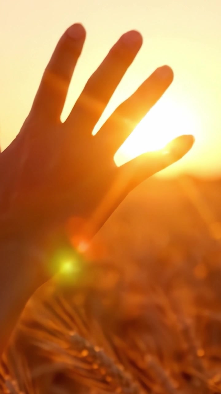 A Serenely Glowing Sunset Through Wheat Fields: Capturing the Essence of Nature's Beauty as a Hand Reaches Towards the Sun's Warm Embrace