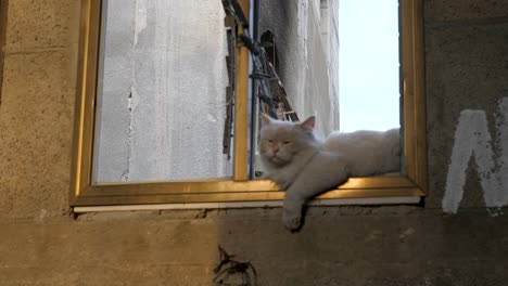 a cat stands on the edge of a window in a room belonging to a palestinian resident in the gaza strip