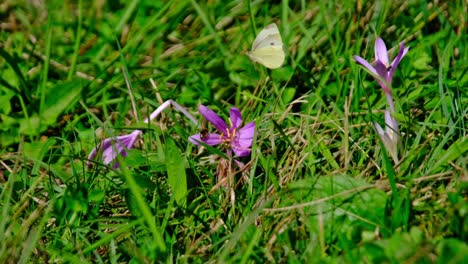 Vista-De-Cerca-De-La-Mariposa-Blanca-Y-La-Abeja-Recogiendo-Polen-En-Una-Flor-Morada-Parada-En-Un-Prado-Verde-En-Un-Día-Soleado