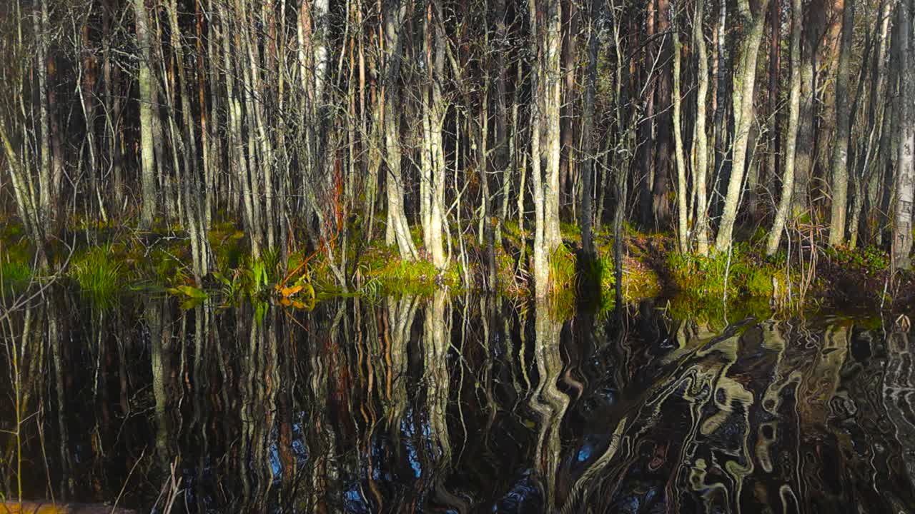 Dark lake or river water in a march bog forest during autumn time what has waves moving on it in slow motion, making the reflective forest trees move weirdly. Shoreline has moss and short green plants
