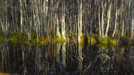 dark lake or river water in a march bog forest during autumn time what has waves moving on it in slow motion, making the reflective forest trees move weirdly. shoreline has moss and short green plants
