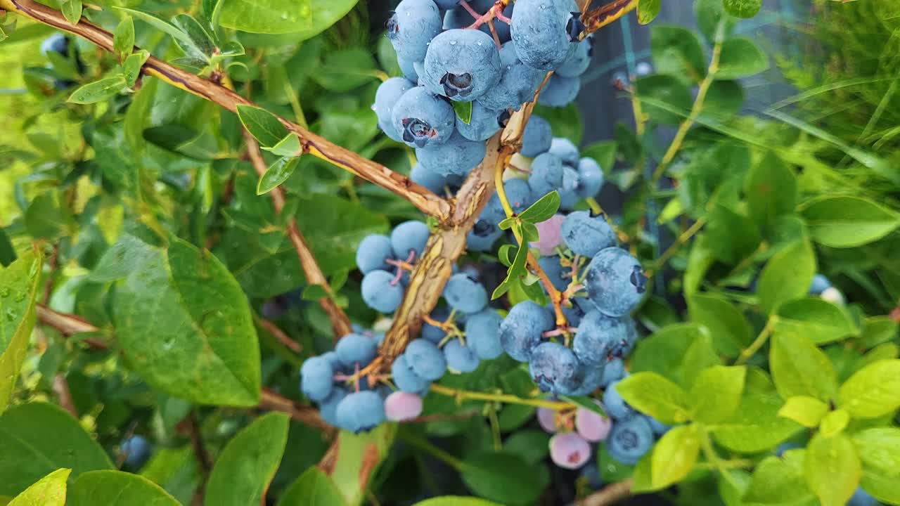 유기농으로 익은 맛있는 베리, 바로 뽑을 준비가 된, 정원  ⁇ 에서 자라는 블루베리 식물