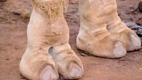 Close-up-shot-of-a-camels-foot