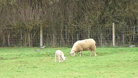 un cordero de primavera y una oveja pastando en un campo del reino unido y palomas alimentándose en el fondo